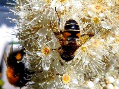 (Diptera: Syrphidae) Eristalis rupium ♀, Blank slamfluga