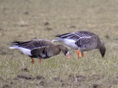 (Anseriformes: Anatidae) Anser albifrons, Bläsgås / Greater white-fronted goose