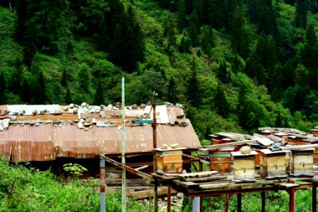 Çahçor yaylası Senoz Çayeli Rize