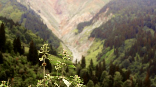 Çahçor yaylası Senoz Çayeli Rize