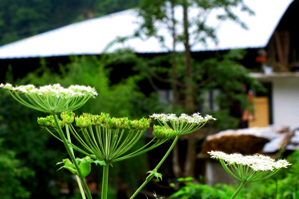 Başköy-Senoz-Çayeli-Rize