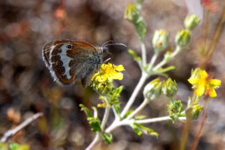 (Lepidoptera: Nymphalidae) Coenonympha arcania, Pärlgräsfjäril / Pearly heath photo