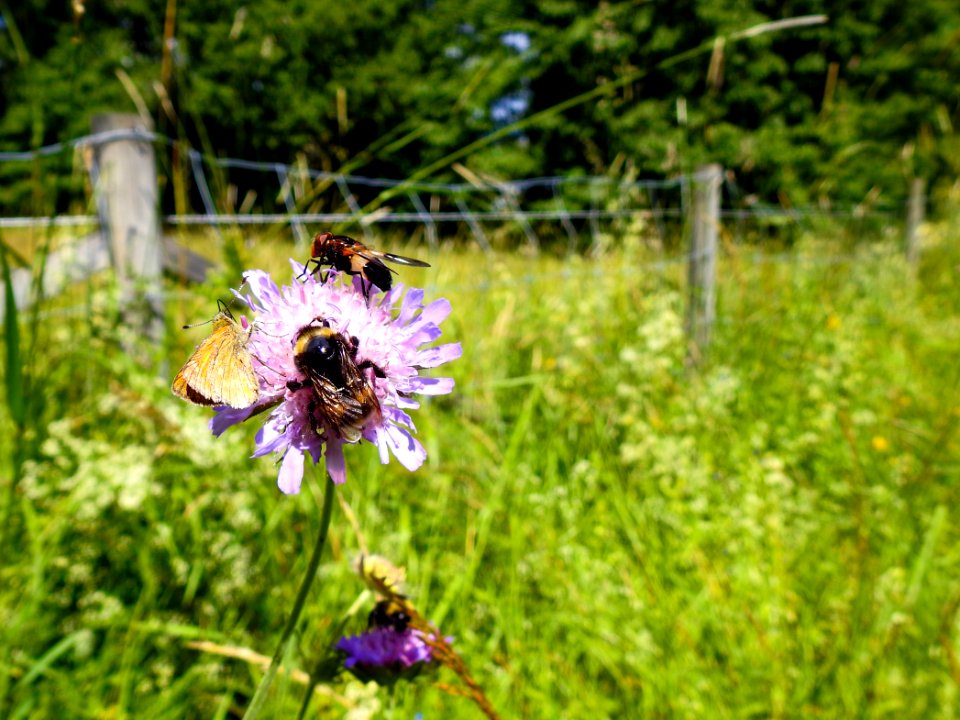 (Dipsacales: Caprifoliaceae) Knautia arvensis, Åkervädd / Field scabiou