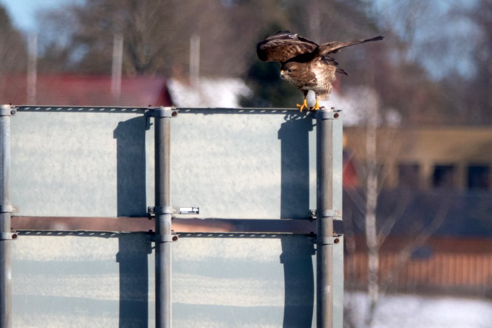 (Accipitriformes: Accipitridae) Buteo buteo, Ormvråk / Buzzard