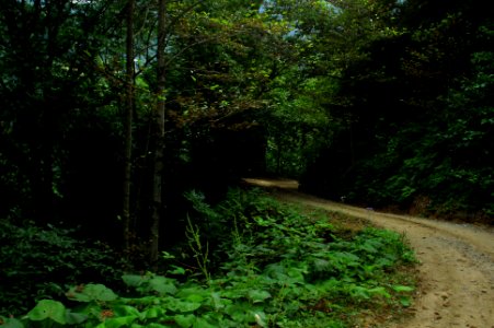 Başköy-Senoz-Çayeli-Rize