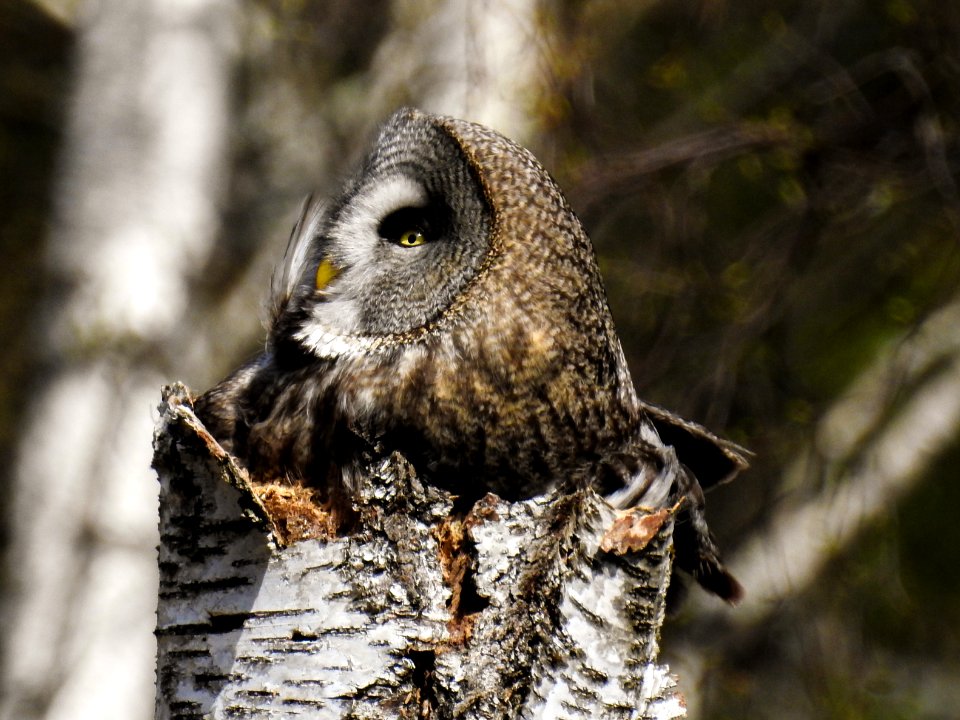(Strigiformes: Strigidae) Strix nebulosa ♀, Lappuggla / Great grey owl