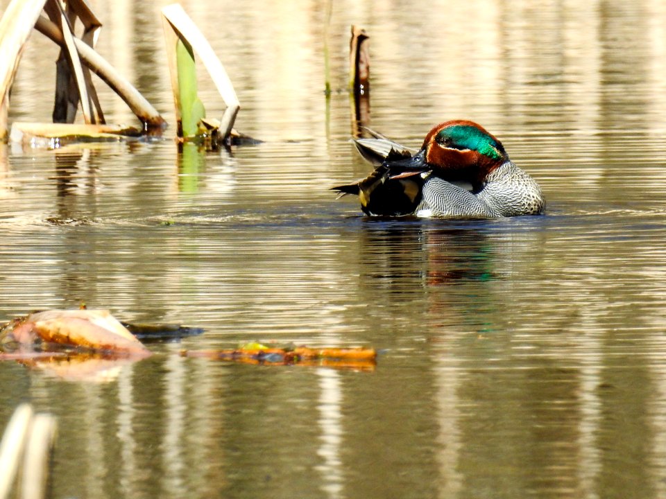 (Anseriformes: Anatidae) Anas crecca ♂, Kricka / Teal