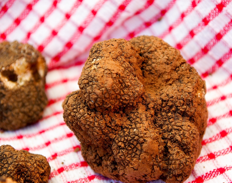 Fungus luxury gastronomy