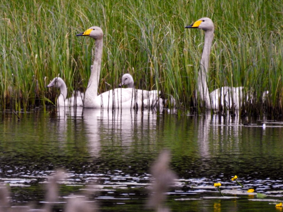 (Anseriformes: Anatidae) Cygnus cygnus, Sångsvan / Whooper swan