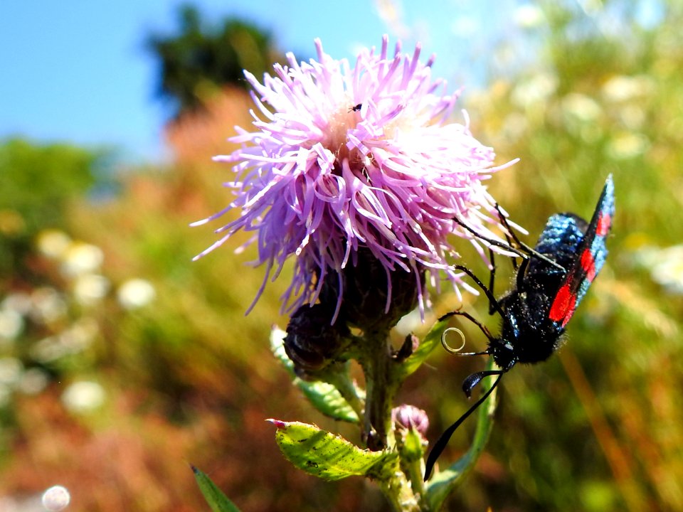 (Lepidoptera: Zygaenidae) Zygaena filipendulae, Sexfläckig bastardsvärmare / Six-spot burnet