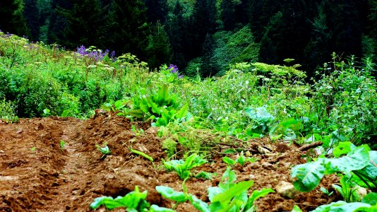Çahçor yaylası Senoz Çayeli Rize