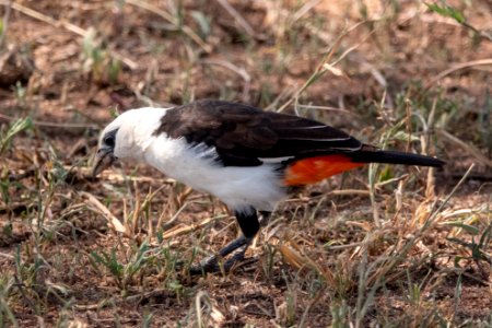 (Passeriformes: Ploceidae) Dinemellia dinemelli, Vithuvad buffelvävare / White-headed buffalo weaver