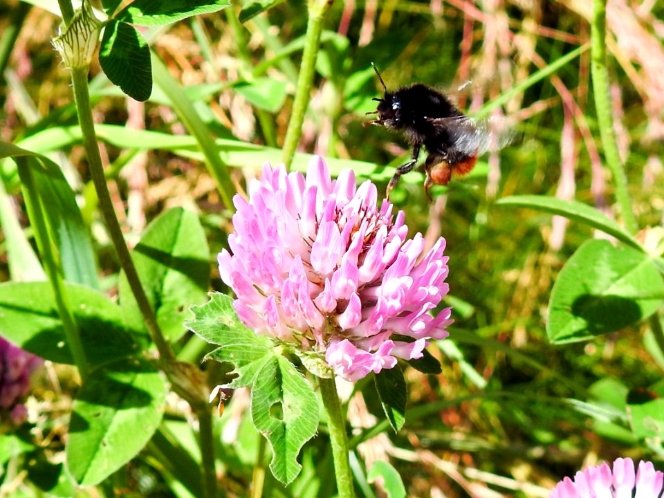 (Fabales: Fabaceae) Trifolium pratense, Rödklöver / Red clover