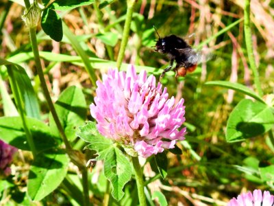 (Fabales: Fabaceae) Trifolium pratense, Rödklöver / Red clover