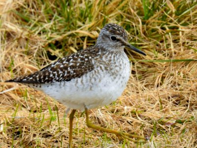 (Charadriiformes: Scolopacidae) Tringa glareola, Grönbena / Wood sandpiper