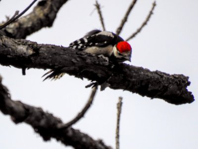 (Piciformes: Picidae) Dendrocopos major 1K, Större hackspett / Great spotted woodpecker