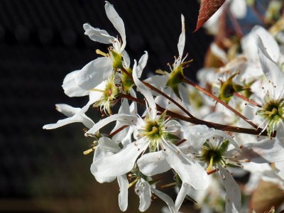 Blumen in meinem Garten