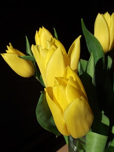Tulips spring yellow photo