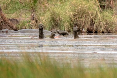 (Artiodactyla: Hippopotamidae) Hippopotamus amphibius, Flodhäst / Hippopotamus