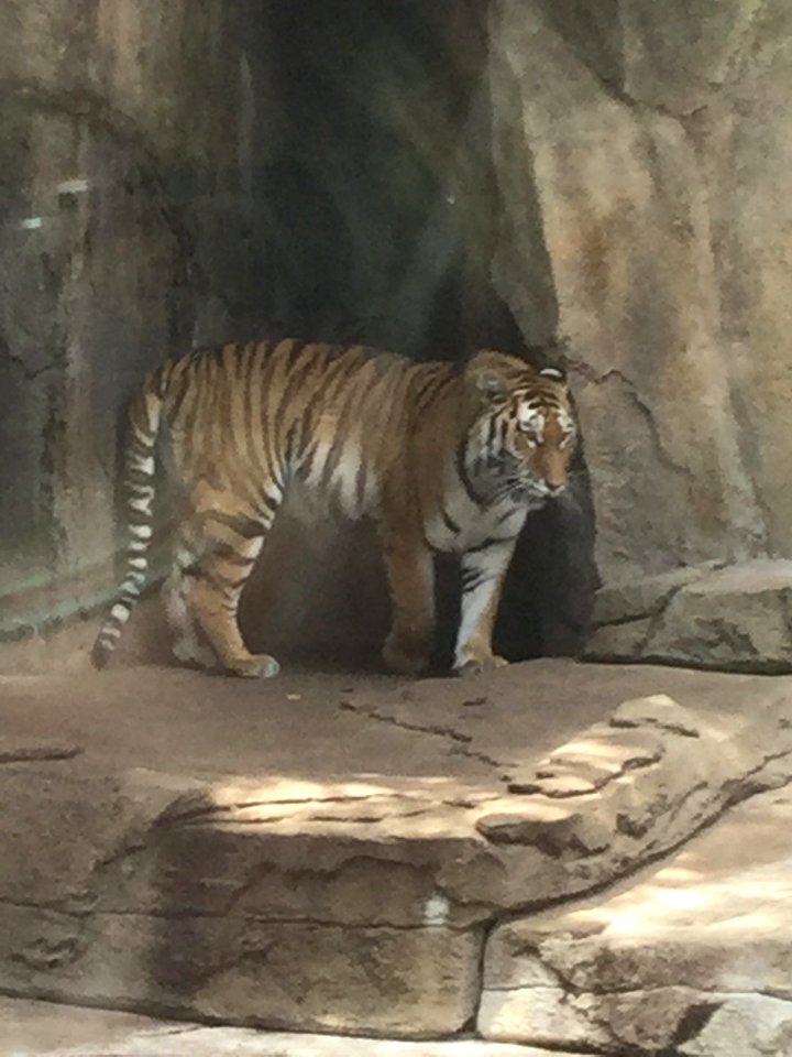 Zoo Animals