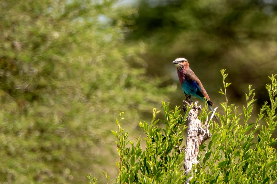 (Coraciiformes: Coraciidae) Coracias caudatus, Lilabröstad blåkråka / Lilac-breasted roller