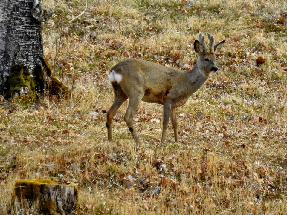 (Artiodactyla: Cervidae) Capreolus capreolus ♂, Rådjur / Roe deer