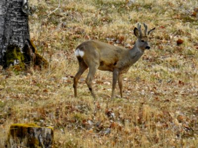 (Artiodactyla: Cervidae) Capreolus capreolus ♂, Rådjur / Roe deer