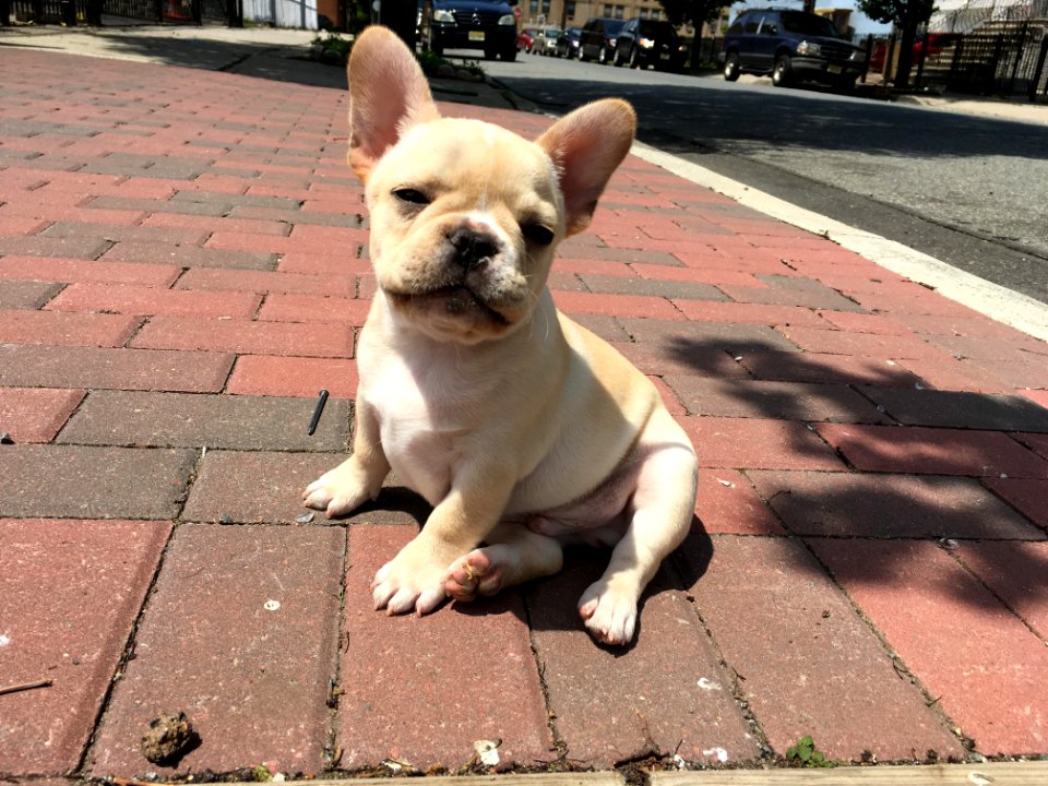 NEW DOG WON'T PEE TOO FAT
