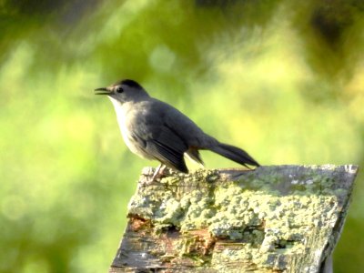 (Passeriformes: Mimidae) Dumetella carolinensis, Grå kattfågel / Gray catbird photo