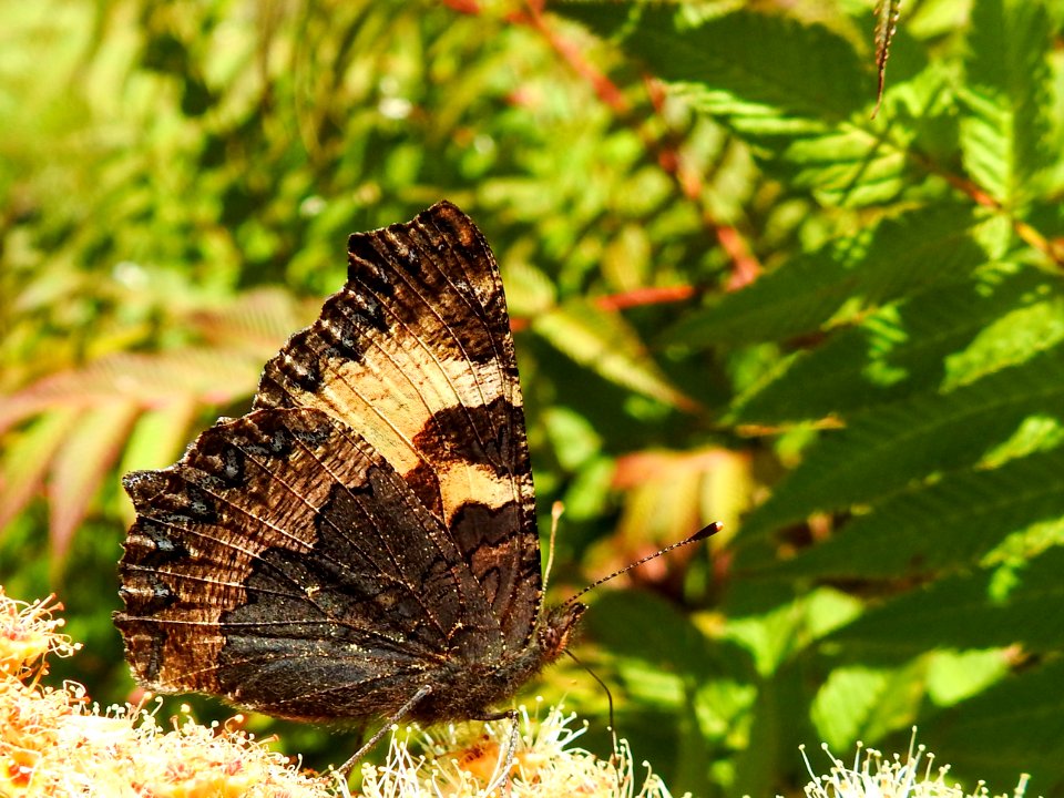 (Lepidoptera: Nymphalidae) Aglais urticae, Nässelfjäril / Small tortoiseshell