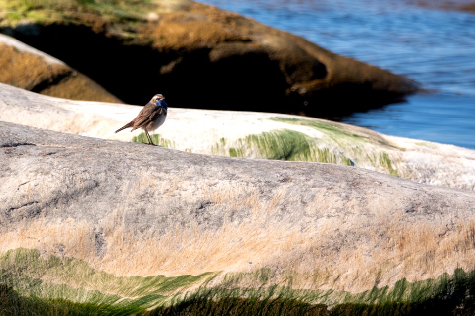 (Passeriformes: Muscicapidae) Luscinia svecica svecica ♂, Blåhake / Bluethroat