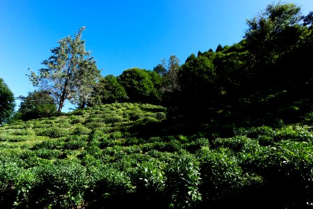 Başköy Senoz Çayeli Rize