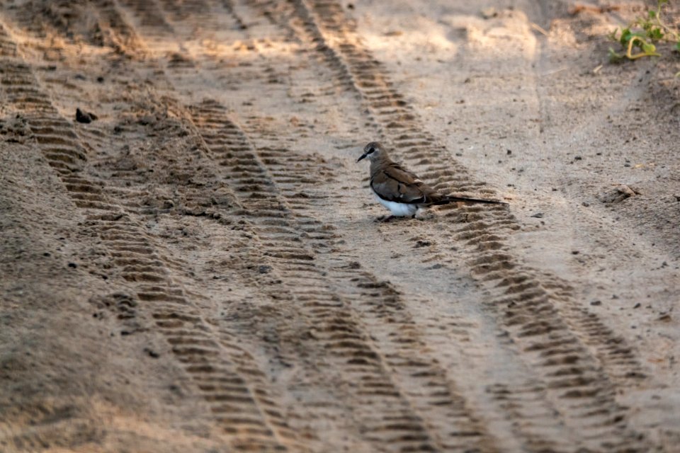 (Columbiformes: Columbidae) Oena capensis ♀, Långstjärtsduva / Namaqua dove