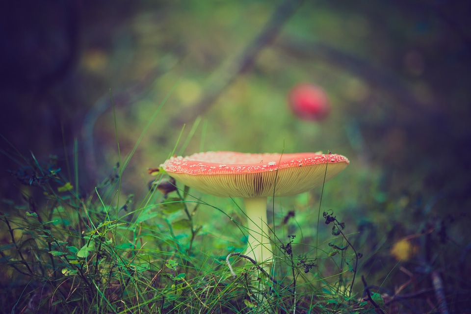 Poisonous toxic toadstool