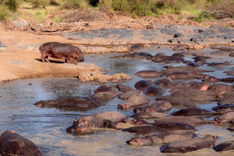 (Artiodactyla: Hippopotamidae) Hippopotamus amphibius, Flodhäst / Hippopotamus