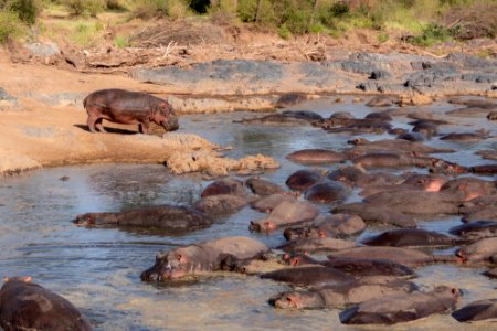 (Artiodactyla: Hippopotamidae) Hippopotamus amphibius, Flodhäst / Hippopotamus