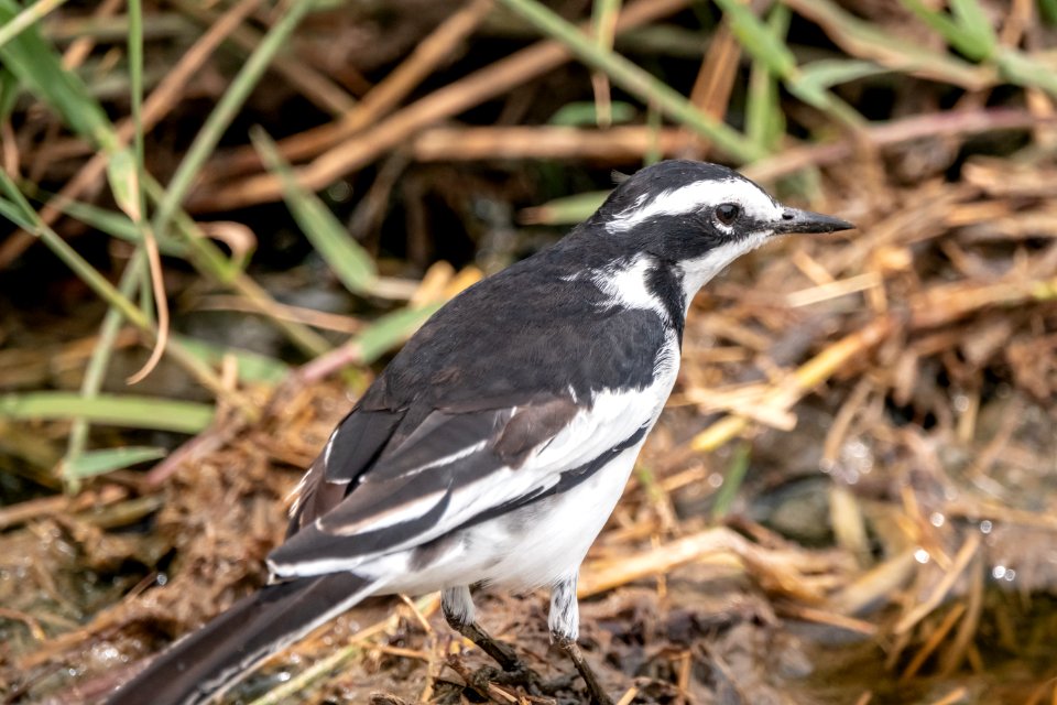 (Passeriformes: Motacillidae) Motacilla aguimp, Brokärla / African pied wagtail