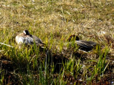 (Anseriformes: Anatidae) Anas querquedula, Årta / Garganey