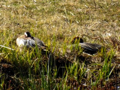 (Anseriformes: Anatidae) Anas querquedula, Årta / Garganey photo