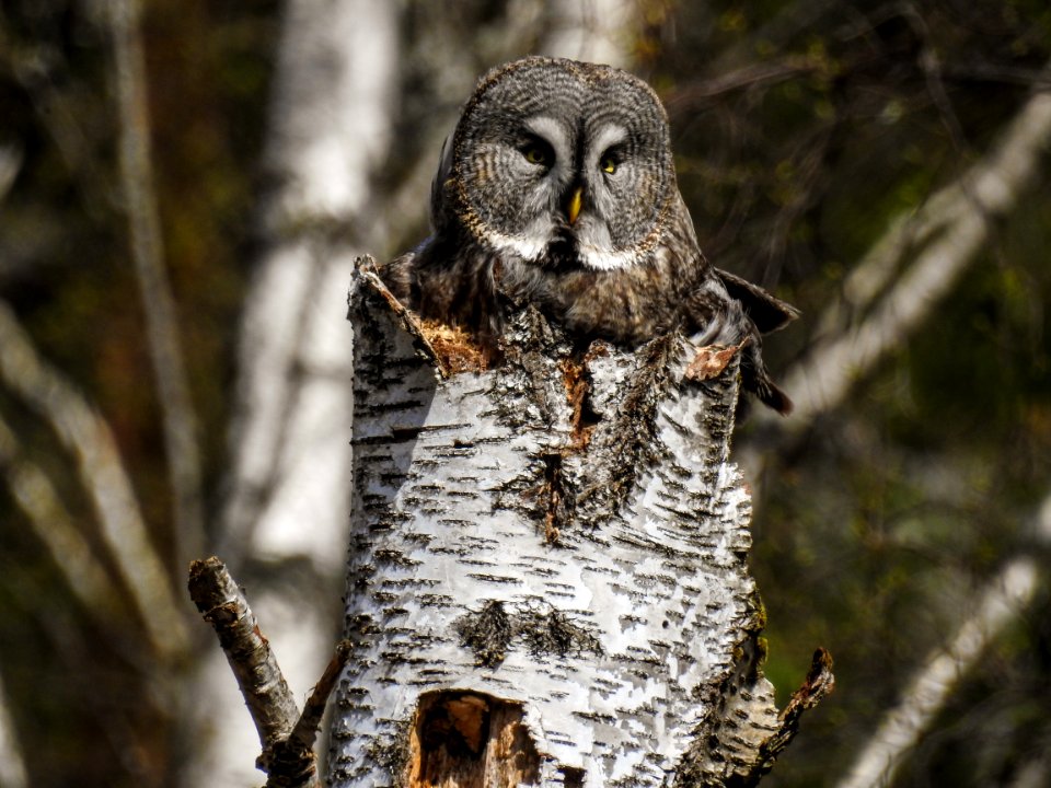 (Strigiformes: Strigidae) Strix nebulosa ♀, Lappuggla / Great grey owl