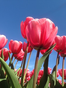 Tulip red plantation photo