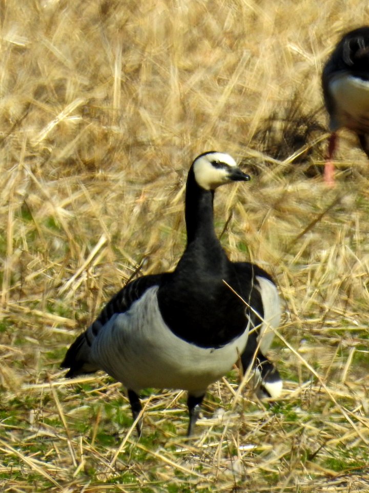 (Anseriformes: Anatidae) Branta leucopsis, Vitkindad gås / Barnacle goose