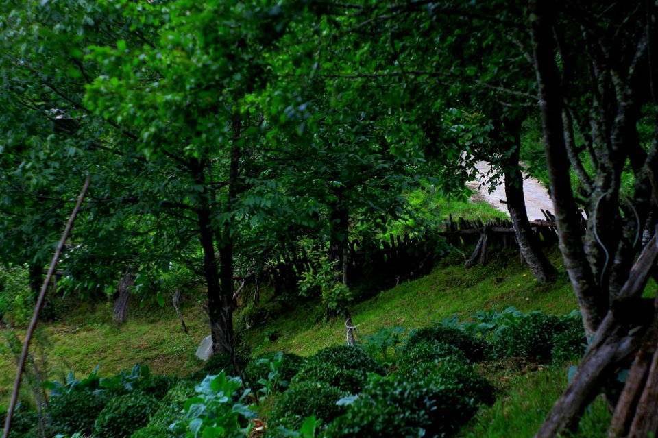 Başköy-Senoz-Çayeli-Rize