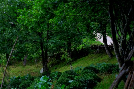 Başköy-Senoz-Çayeli-Rize