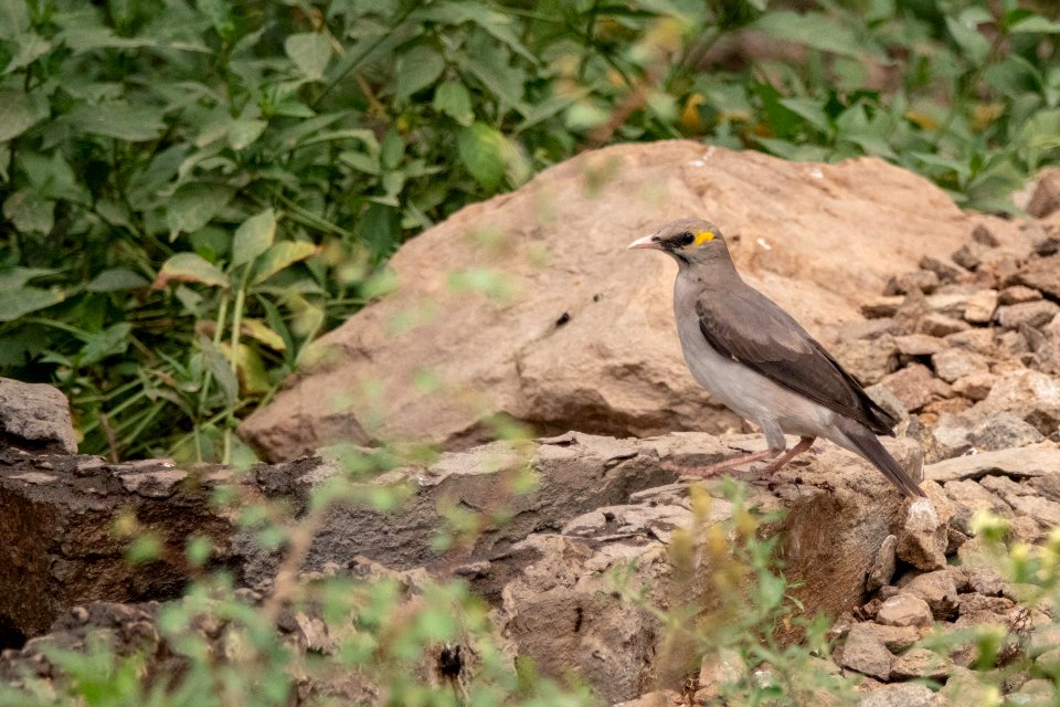 (Passeriformes: Sturnidae) Creatophora cinerea, Flikstare / Wattled starling