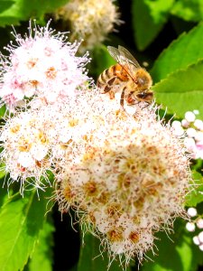 (Hymenoptera: Apidae) Apis mellifera, Honungsbi / Western honey bee photo