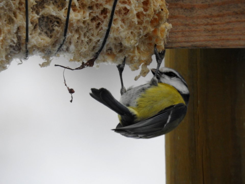 (Passeriformes: Paridae) Cyanistes caeruleus, Blåmes / Blue tit