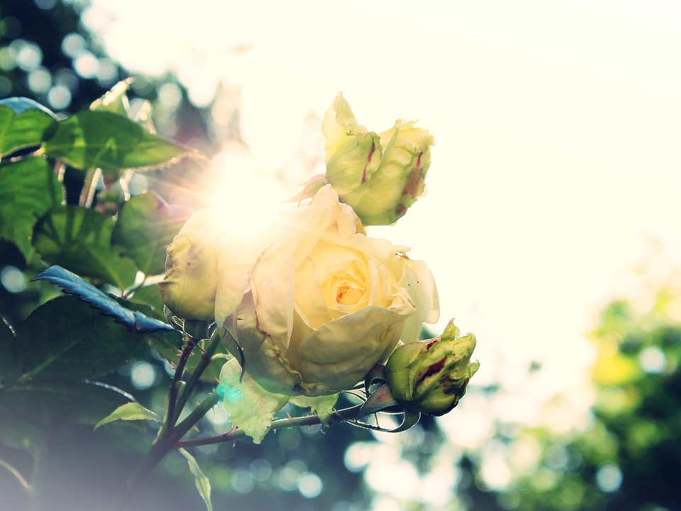 Sun dazzle backlighting