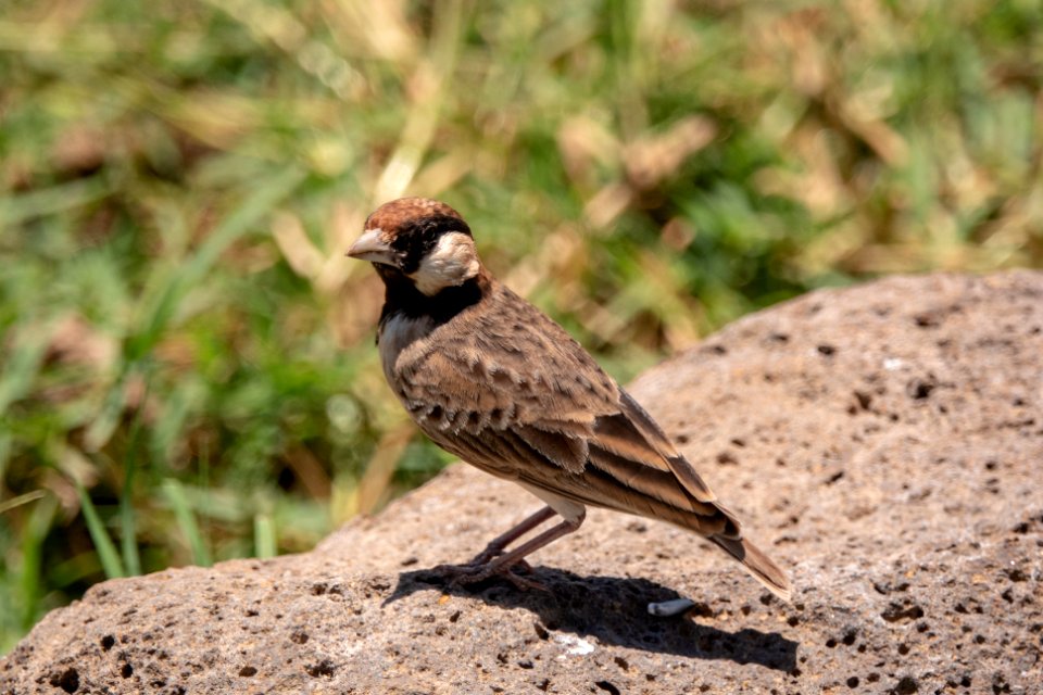 (Passeriformes: Alaudidae) Eremopterix leucopareia, Fischerfinklärka / Fischer's sparrow-lark