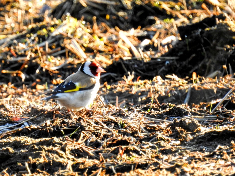 (Passeriformes: Fringillidae) Carduelis carduelis, Steglits / Goldfinch